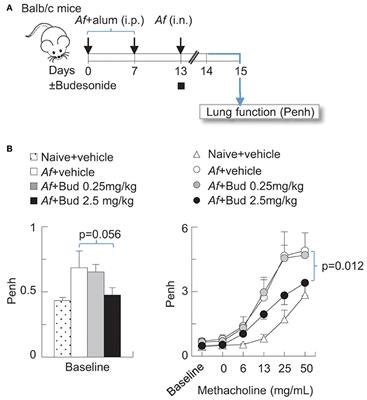 Ozone Inhalation Attenuated the Effects of Budesonide on Aspergillus fumigatus-Induced Airway Inflammation and Hyperreactivity in Mice